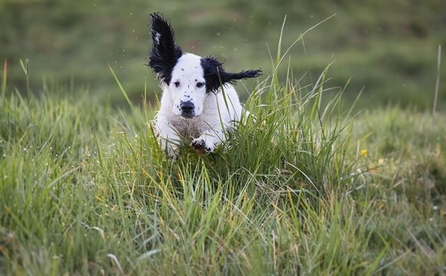 白黒のスヌーピーカラーの犬が芝生の上を元気に走り回っている。